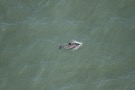 Missing Picture